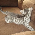 Juju, Egyptian Mau, silver, male DOB 8-20-17