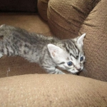 Juju, Egyptian Mau, silver, male DOB 8-20-17