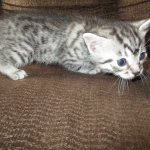 Juju, Egyptian Mau, silver, male DOB 8-20-17