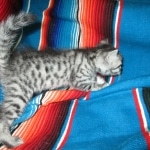 Juju, Egyptian Mau, silver, male DOB 8-20-17