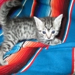 Juju, Egyptian Mau, silver, male DOB 8-20-17