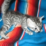 Juju, Egyptian Mau, silver, male DOB 8-20-17