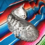 Juju, Egyptian Mau, silver, male DOB 8-20-17