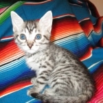 Juju, Egyptian Mau, silver, male DOB 8-20-17