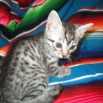 Juju, Egyptian Mau, silver, male DOB 8-20-17