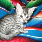 Juju, Egyptian Mau, silver, male DOB 8-20-17