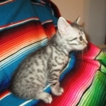 Juju, Egyptian Mau, silver, male DOB 8-20-17