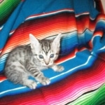 Juju, Egyptian Mau, silver, male DOB 8-20-17