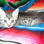 Juju, Egyptian Mau, silver, male DOB 8-20-17