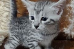 Leo Mau Silver Male kitten #1 DOB 4-4-25
