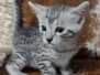 Leo Mau Silver Male kitten #1 DOB 4-4-25