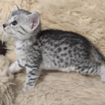 Silver-Male-Mau-kitten-