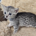 Silver-Male-Mau-kitten-a