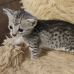 Silver-Male-Mau-kitten-c
