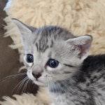 Silver-Male-Mau-kitten-d