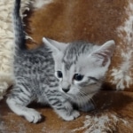 Silver-Mau-kitten-1