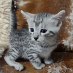 Silver-Mau-kitten-a