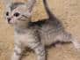 Mau Silver Male Kitten #1 DOB 6/3/26