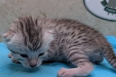 Mau Silver Male Kitten #1 DOB 6/3/26