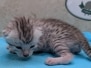 Mau Silver Male Kitten #1 DOB 6/3/26