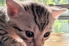 Mau Silver Male Kitten #1 DOB 6/3/26
