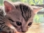 Mau Silver Male Kitten #1 DOB 6/3/26