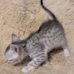 Silver-Male-Mau-b