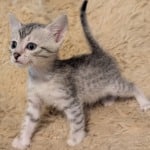 Silver-Male-Mau-c