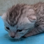 Silver-Male-Mau-kitten-a