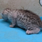 Silver-Male-Mau-kitten-b