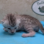 Silver-Male-Mau-kitten-d