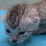 Silver-Male-Mau-kitten-e