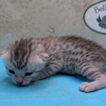 Silver-Male-Mau-kitten