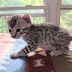 Silver-Mau-Kitten-a