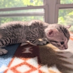 Silver-Mau-Kitten-c