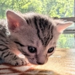 Silver-Mau-Kitten-d