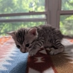 Silver-Mau-Kitten