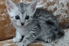 Ember Mau Silver Male kitten #2 DOB 4-4-25