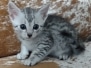 Ember Mau Silver Male kitten #2 DOB 4-4-25