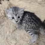 Silver-Male-Mau-kitten