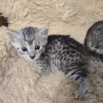 Silver-Male-Mau-kitten