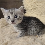 Silver-Male-Mau-kitten