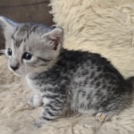 Silver-Male-Mau-kitten