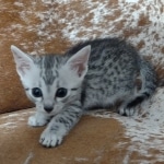 Mau-silver-Male-kitten-a