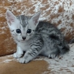 Mau-silver-Male-kitten-b