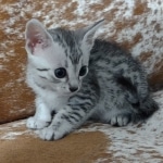 Mau-silver-Male-kitten-c