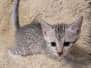 Mau Silver Male kitten #3 DOB 6/3/26