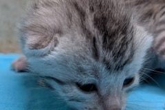 Mau Silver Male kitten #3 DOB 6/3/26