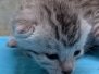 Mau Silver Male kitten #3 DOB 6/3/26