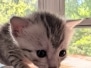 Mau Silver Male kitten #3 DOB 6/3/26